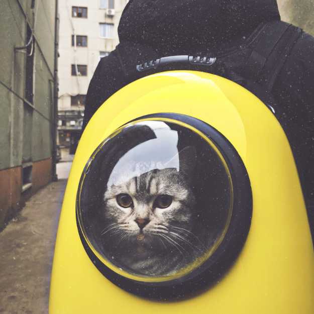 A person wearing a yellow cat backpack with a cute cat inside