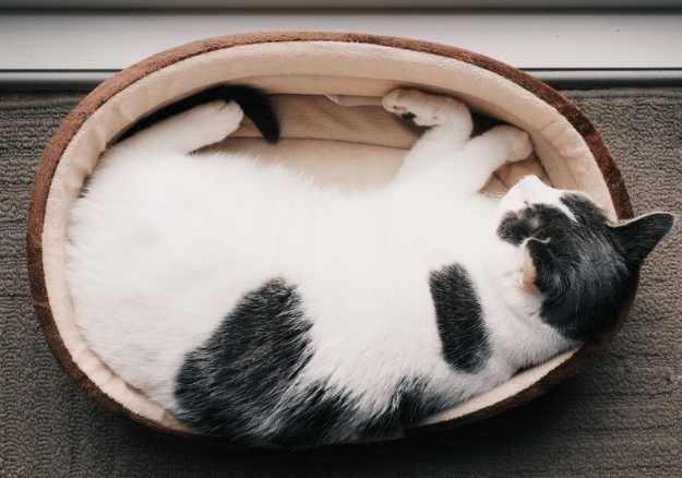 A cat curled up in a cat bed
