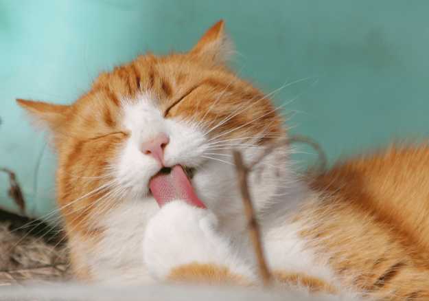 A white and orange cat licking it's paw