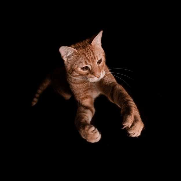 A cat jumping with it's claws out 