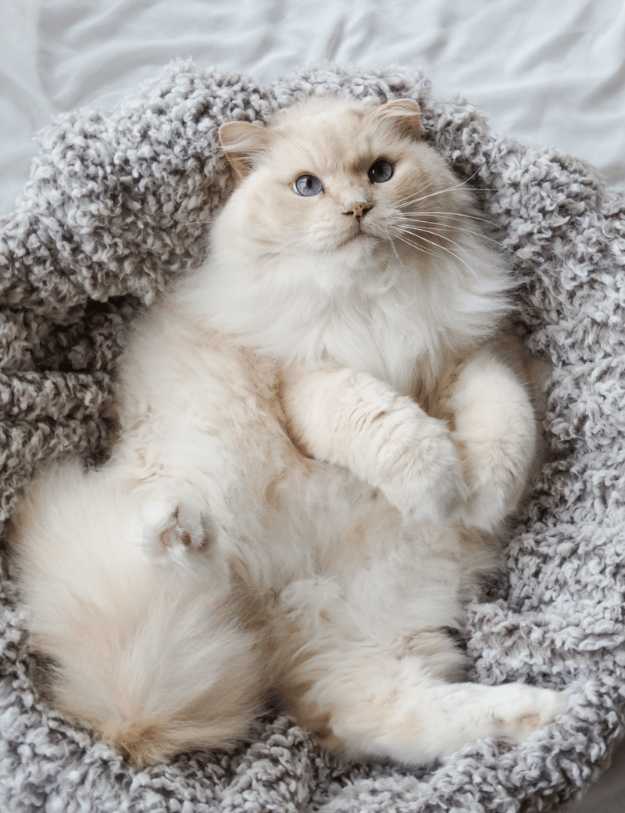 A white fluffy cat laying in a bed