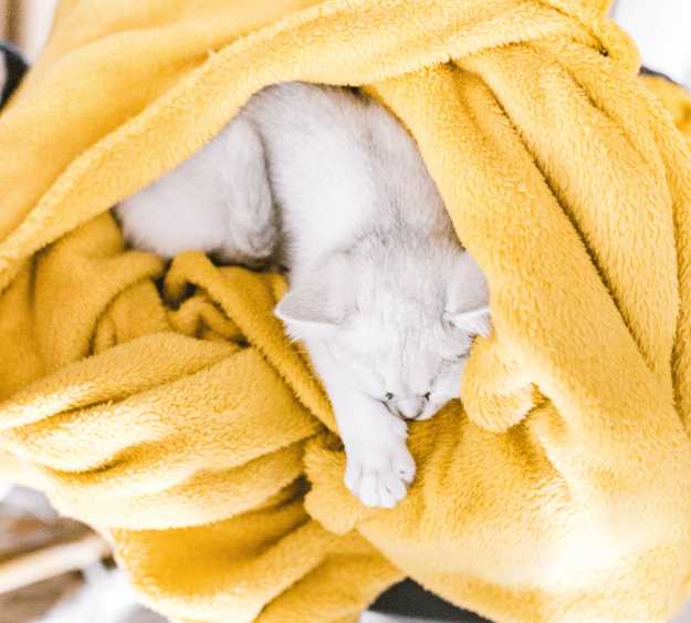 A clean kitten sleeping in a yellow bath towel