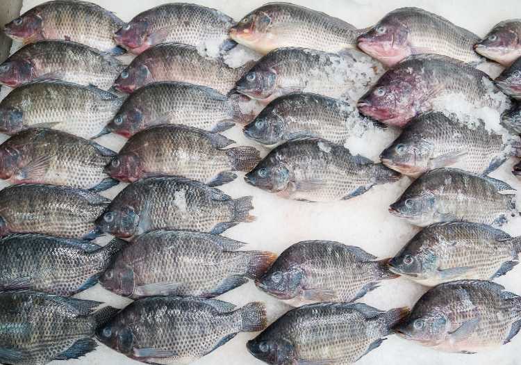 Loads of different tilapia to choose from!