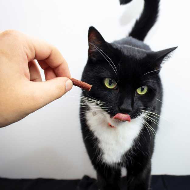 Someone feeding a cat a stick of meat.