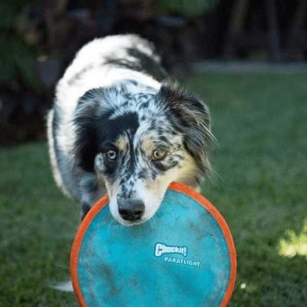 ChuckIt! Paraflight Flyer Dog Frisbee