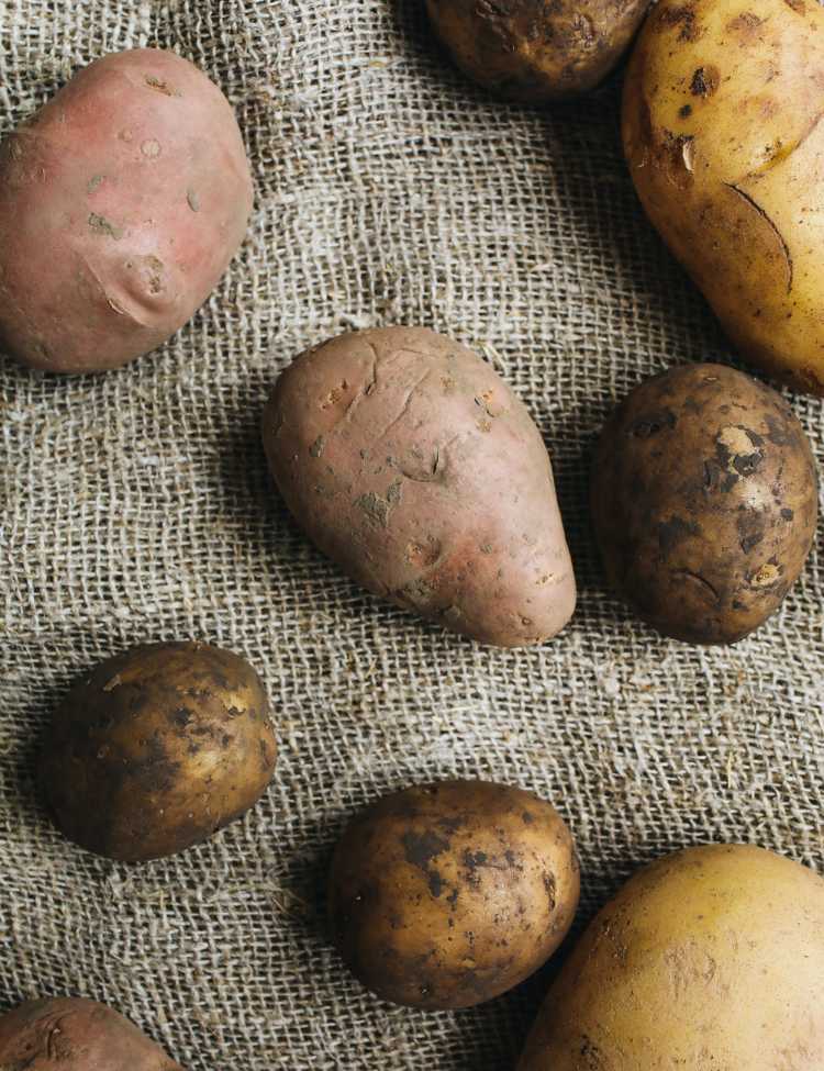 Choosing the perfect potatoes for grilling!