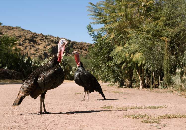 2 Grazing turkey's in a desert biome.