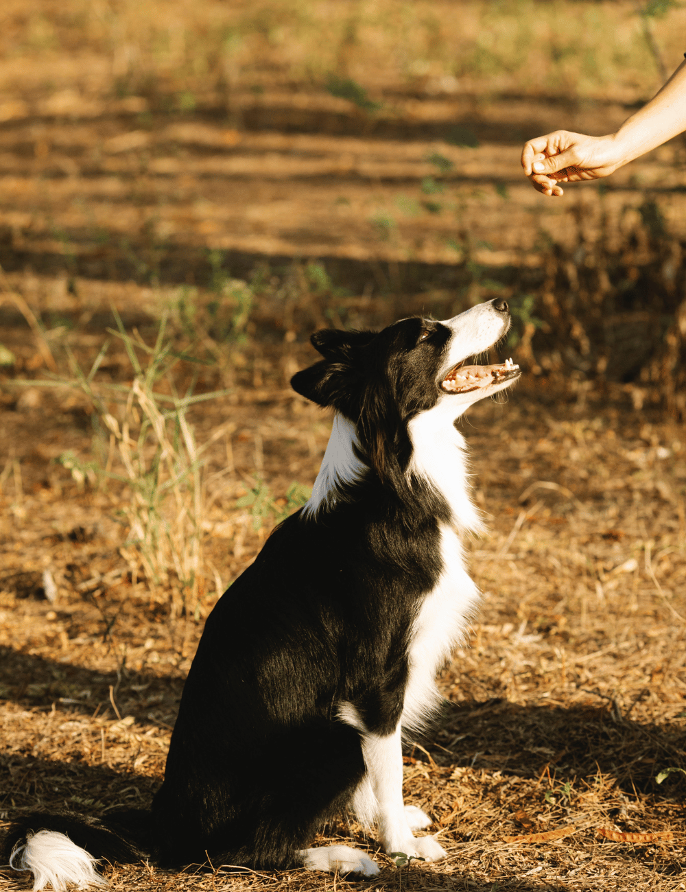 The 5 Most Delicious Dog Jerky Treats Your Pup is Sure to Love!