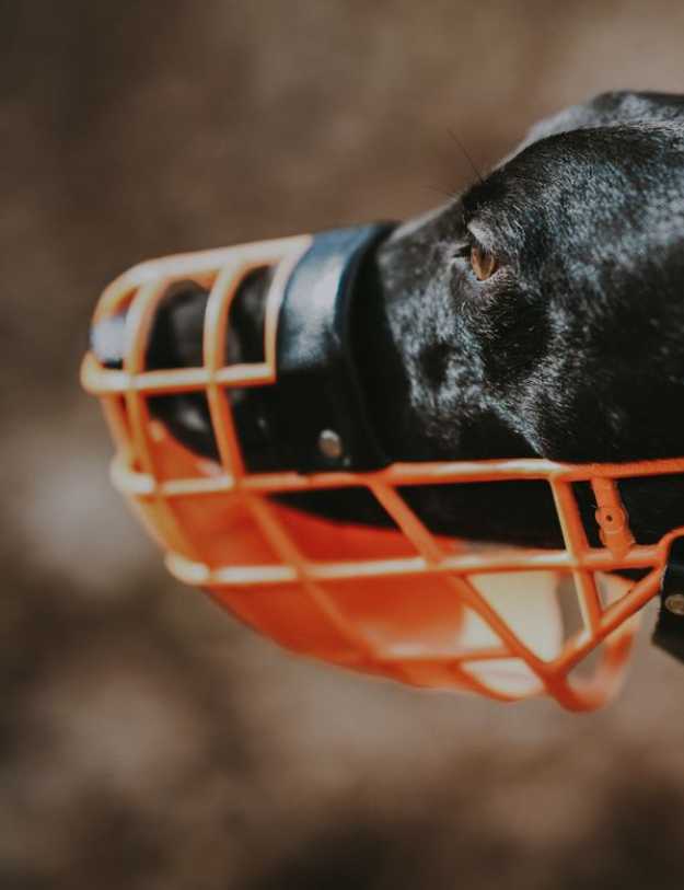 A black dog wearing a orange muzzle.