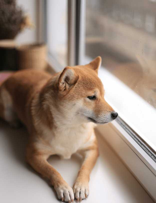 A Shibu looking out of a window.
