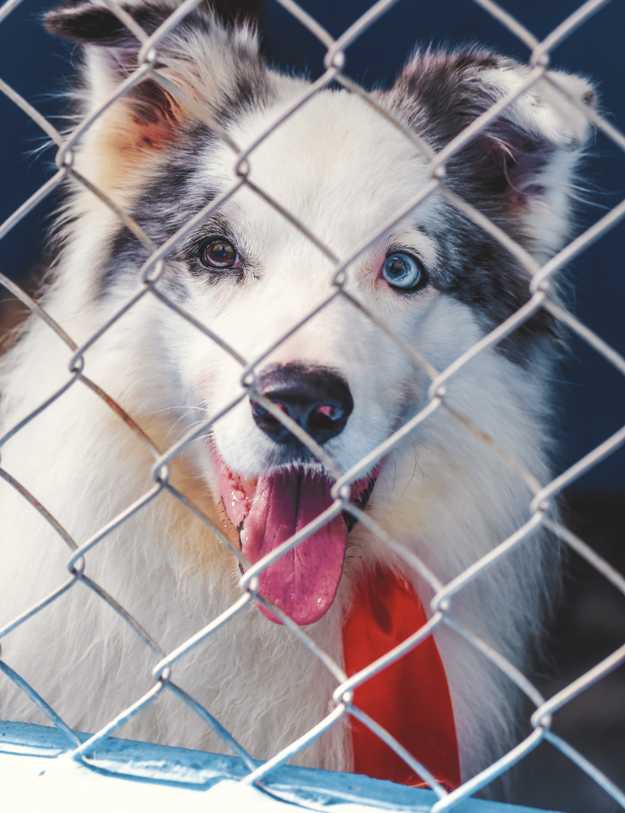 A dog behind a fence.