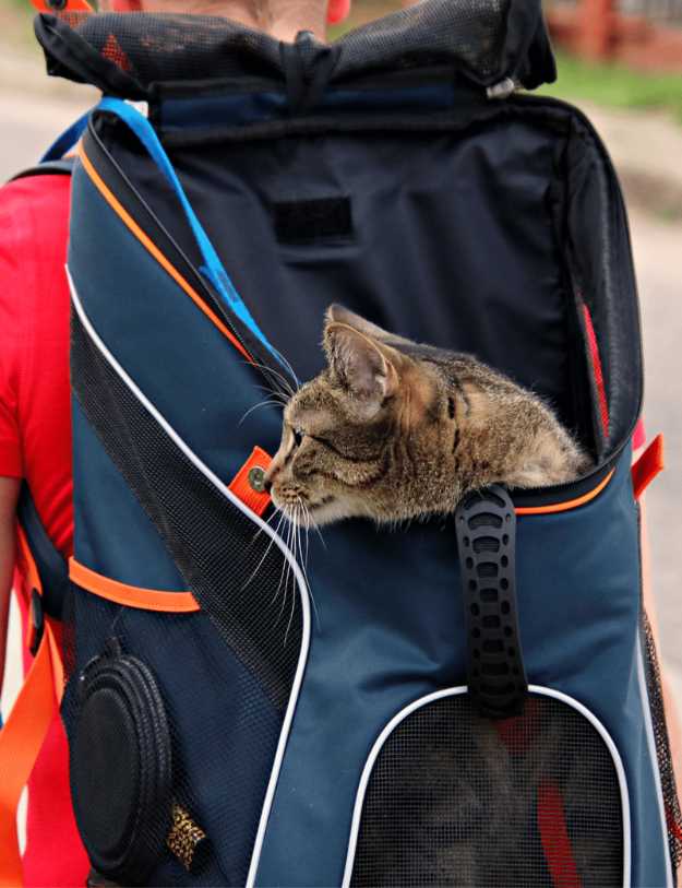 A man wearing a cat backpack with a cat inside
