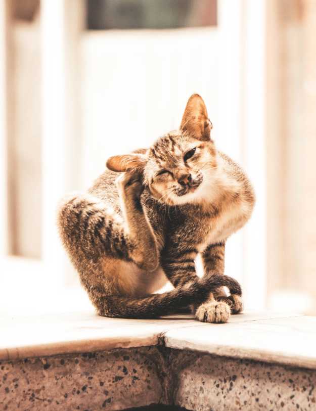 A cat on a ledge scratching it's ear