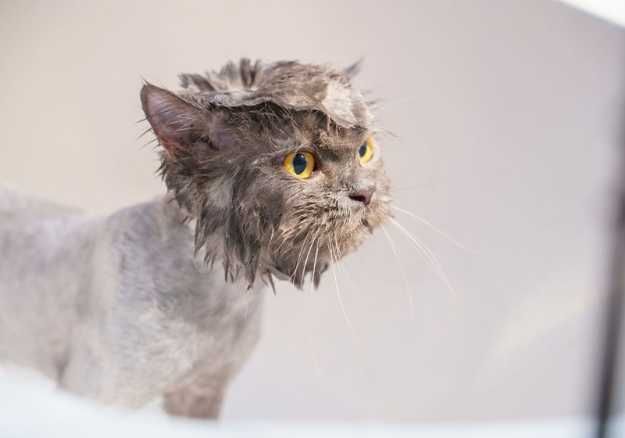 A cat with a wet head and shaved body