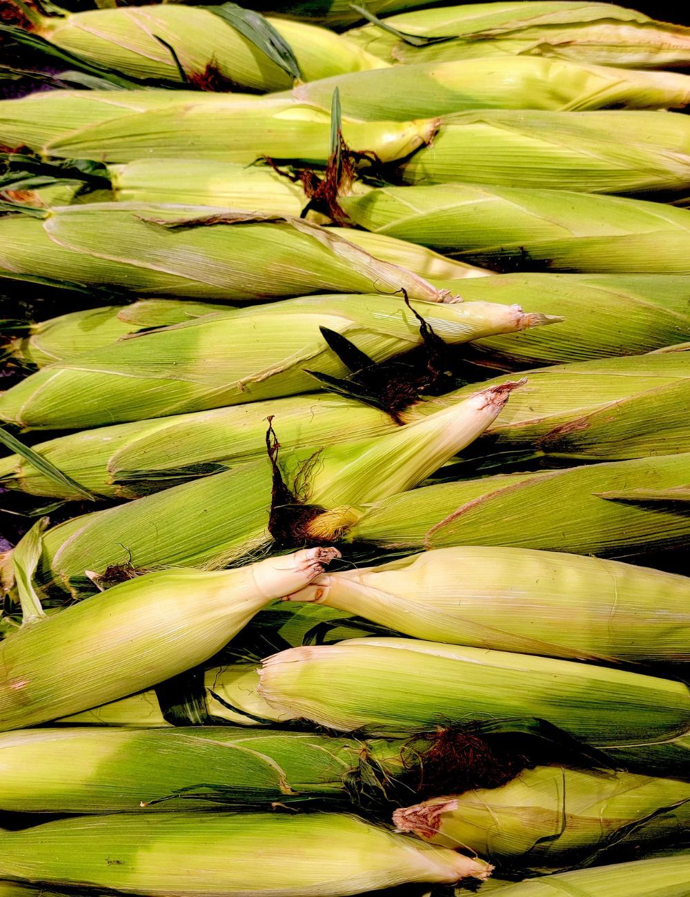 A bundle of corn waiting to be grilled! Fresh sweet corn.