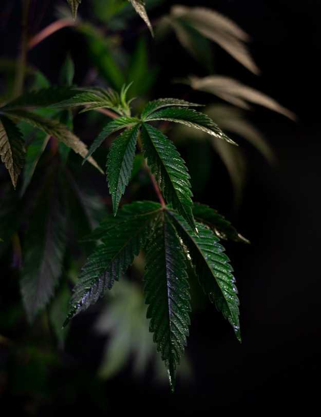 A dark room highlighting a marijuana plant 