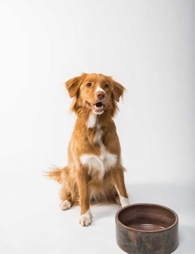 A dog sitting in front of his bowl looking straight forward.