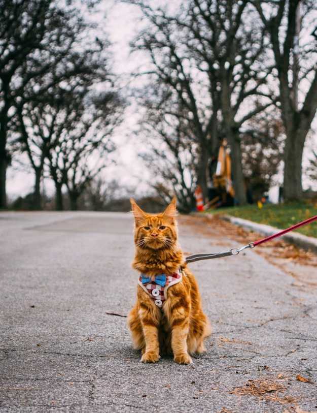 An Orange cat wearing a harness in the street.