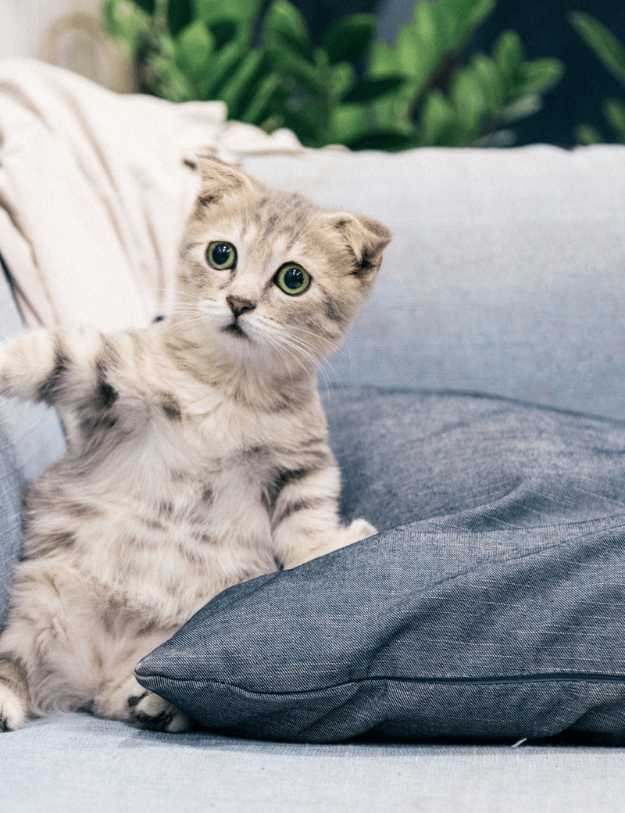 A white cat sitting up on a couch.