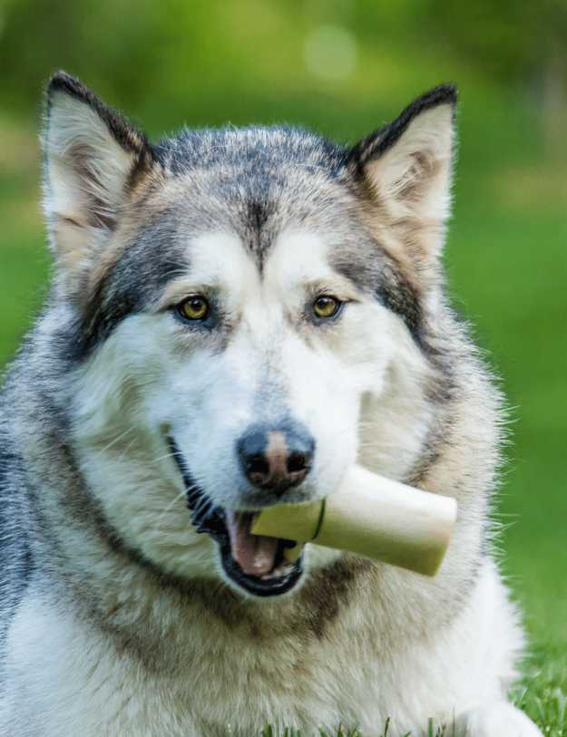 A Husky holding a bone in their mouth.