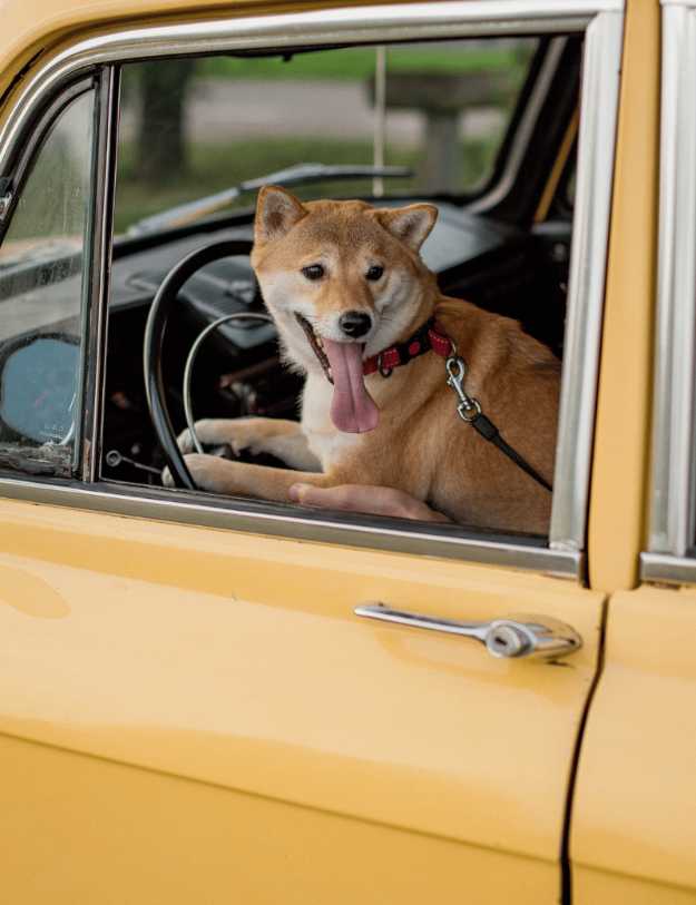 A dog in the drivers seat of a  yellow car.