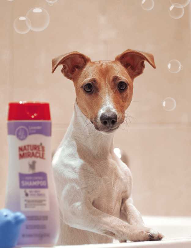 A Small dog standing over a bathtub next to a shampoo bottle.