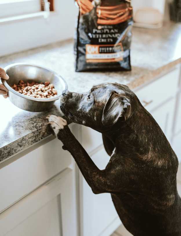 A Dog reaching  for their bowl on a counter.