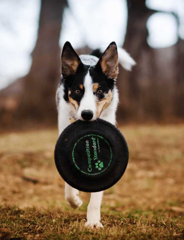 A Dog walking towards the camera with a frisbee