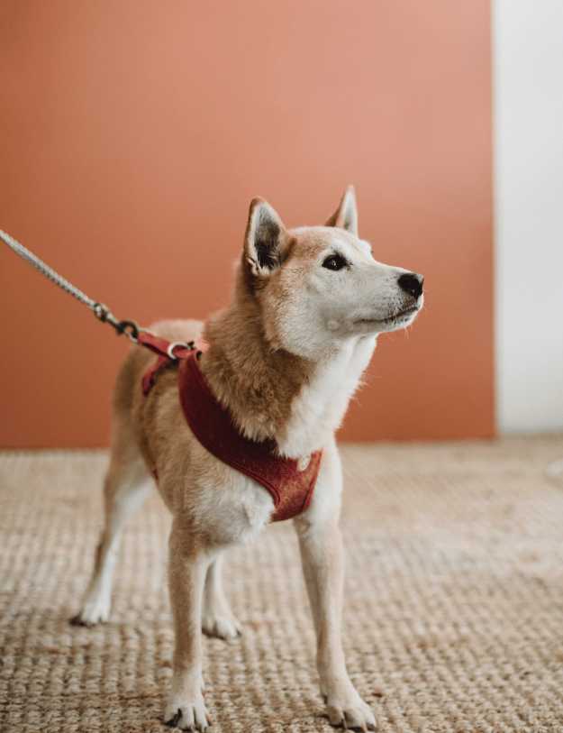 A Shibu in a harness and leash on a carpet.