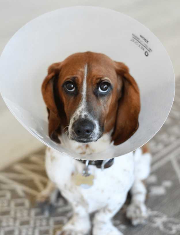 A dog sitting down looking at you with a cone.