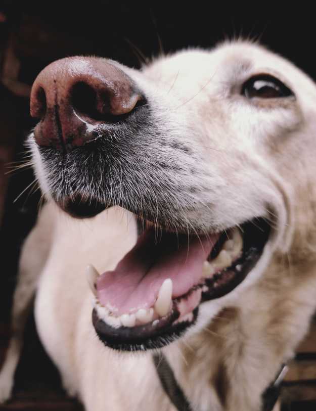 A Dog smiling at the camera.