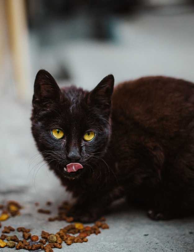 A Black cat eating food off of the floor.