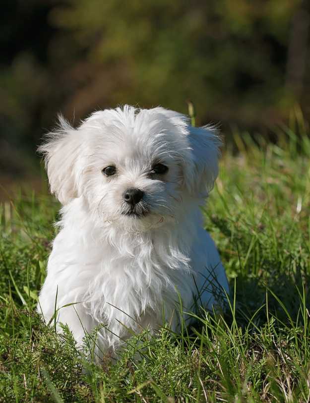 A Small white dog sitting in grass on a sunny day.