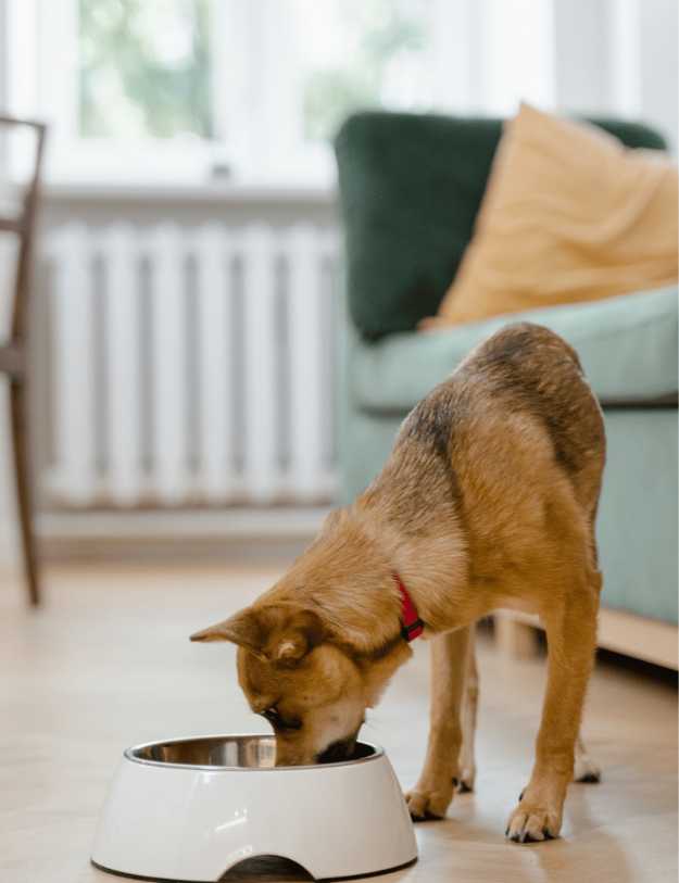 A Dog eating in a bowl on the living room floor.