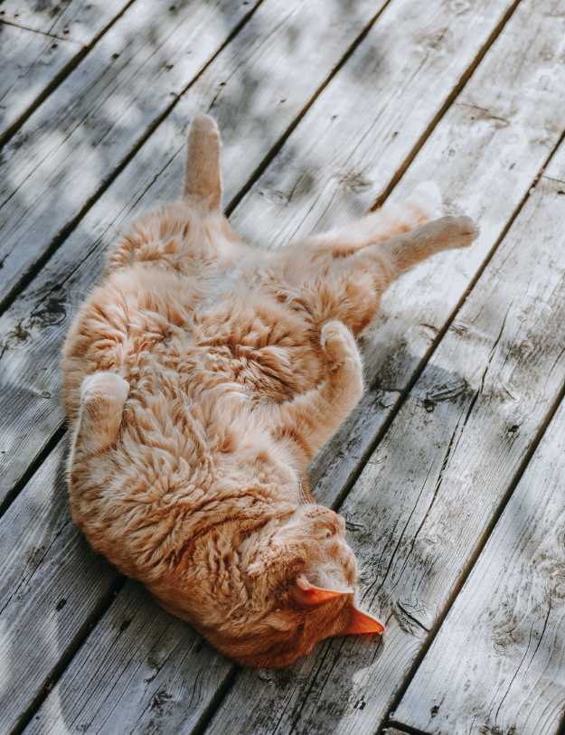 An Orange cat laying on a deck.